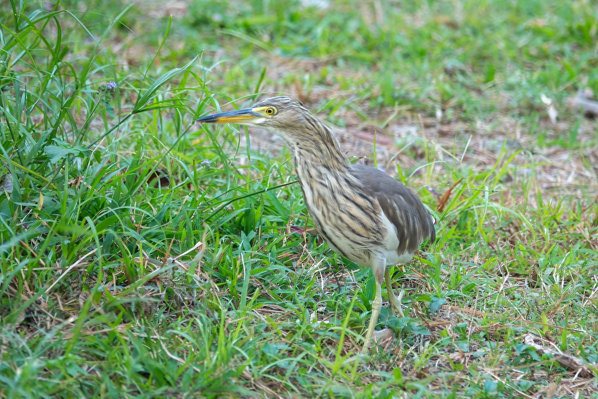 アカガシラサギ - ML646829653