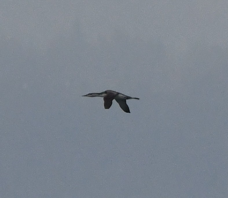 アビ - ML646829654