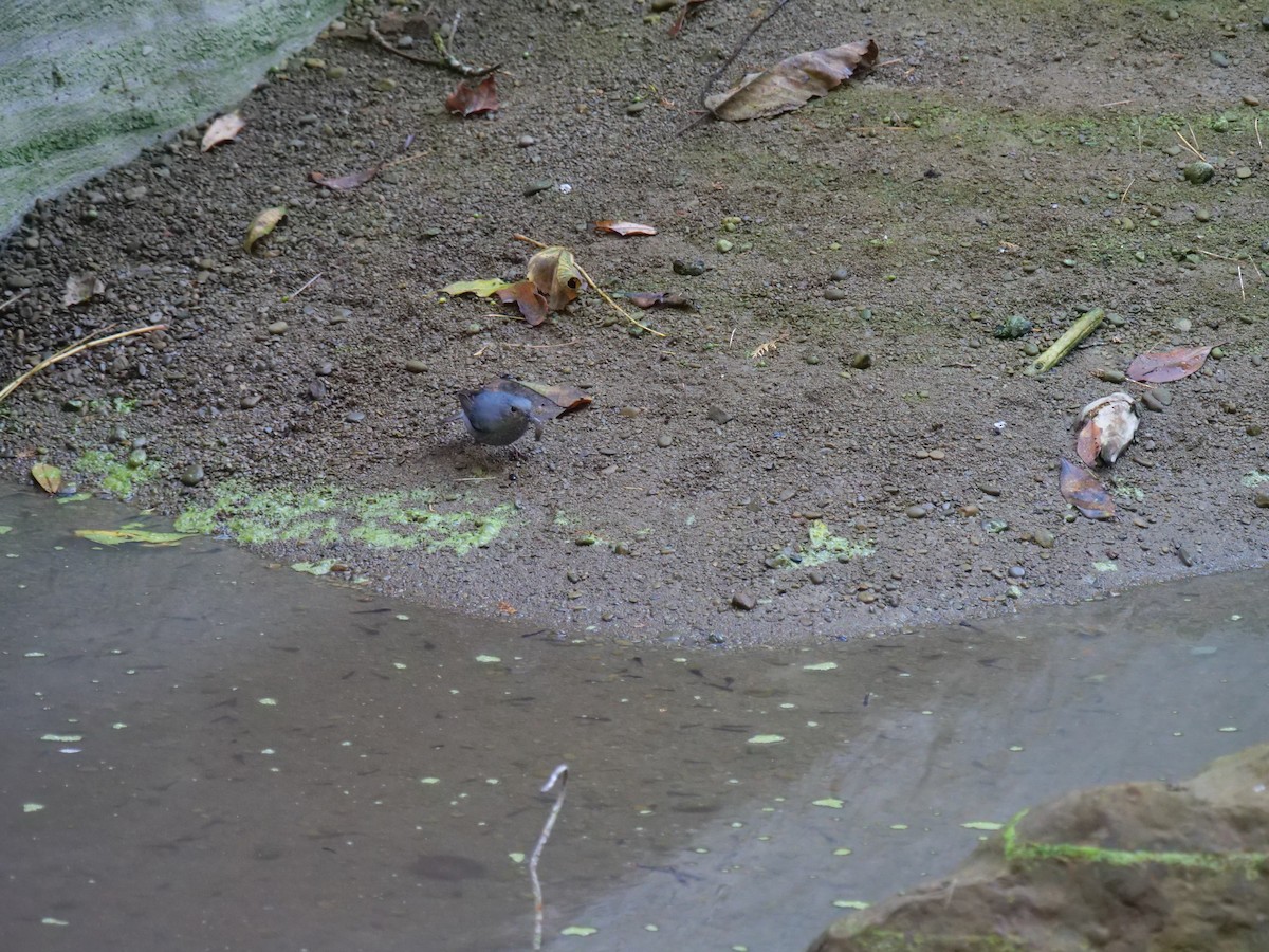 rehek bystřinný - ML646829655