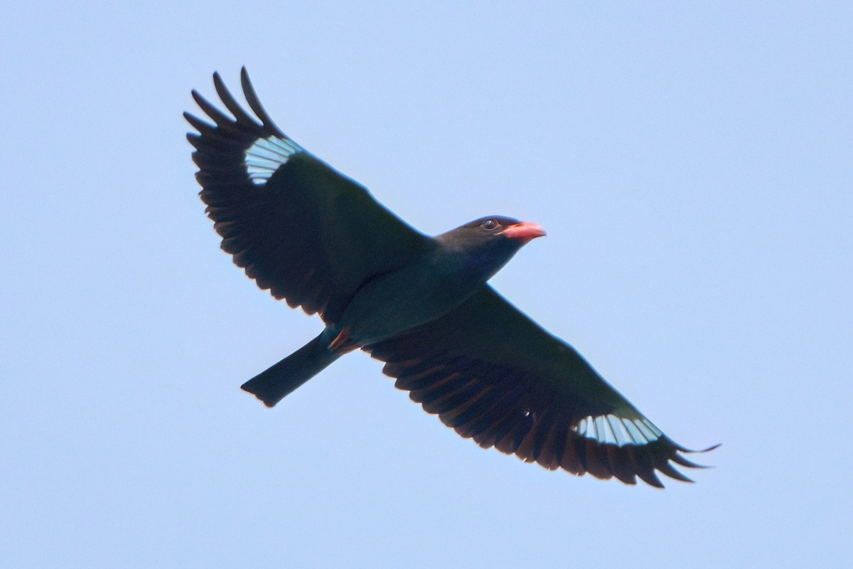 šírozobec východní - ML646829656