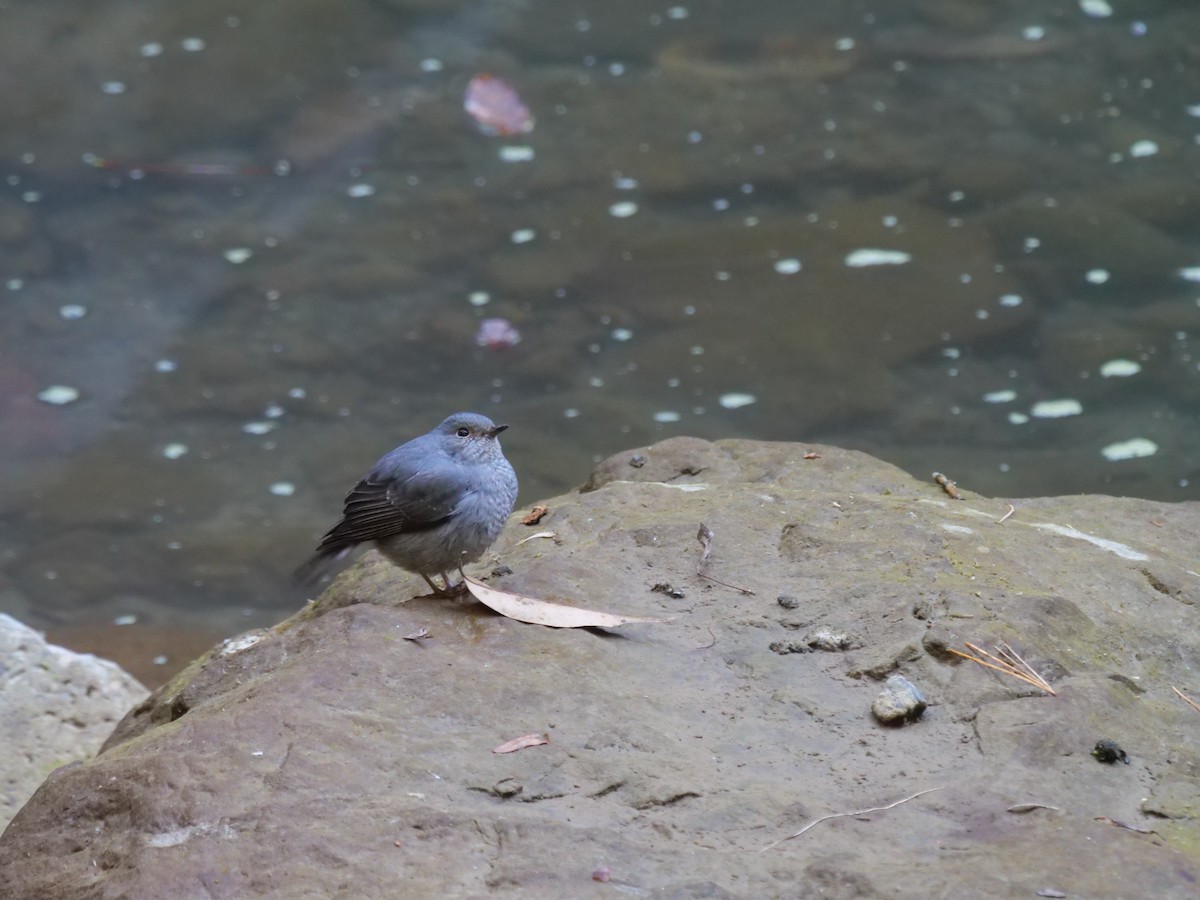 rehek bystřinný - ML646829659