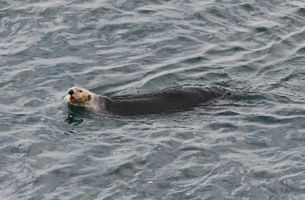 ラッコ - ML646829660