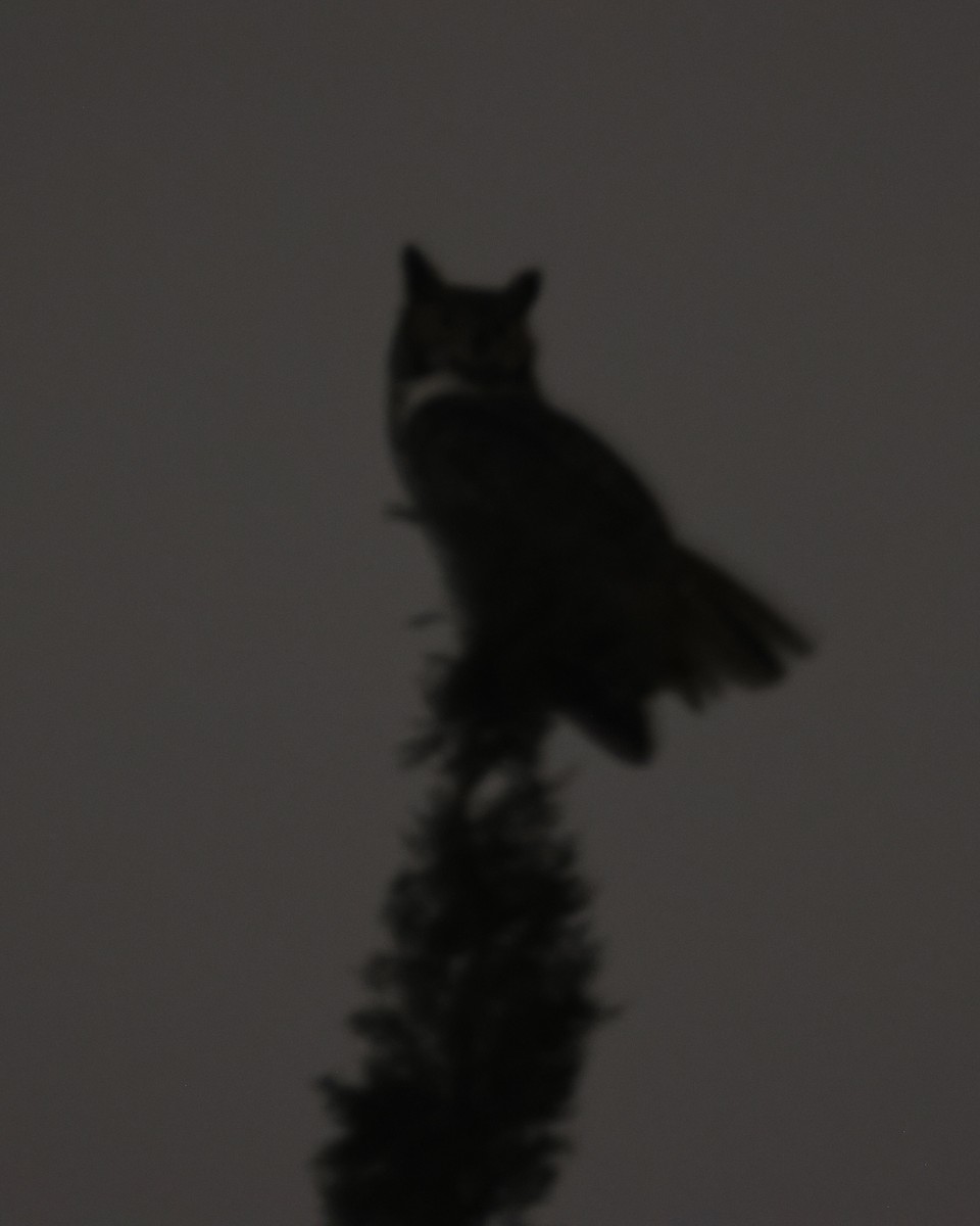 Great Horned Owl - ML646829661