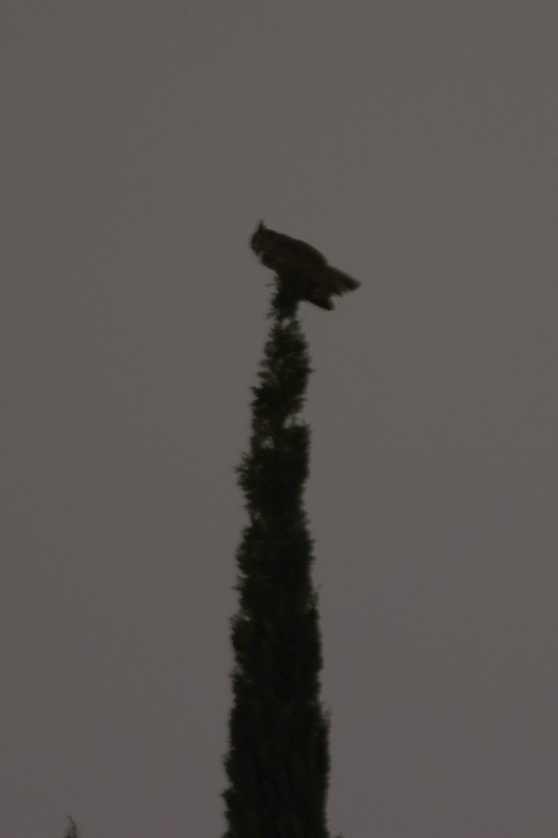 アメリカワシミミズク - ML646829662