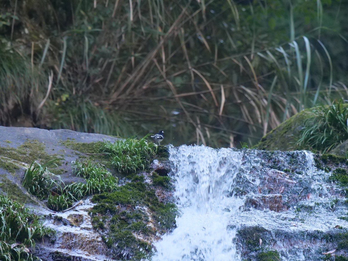 小剪尾 - ML646829663