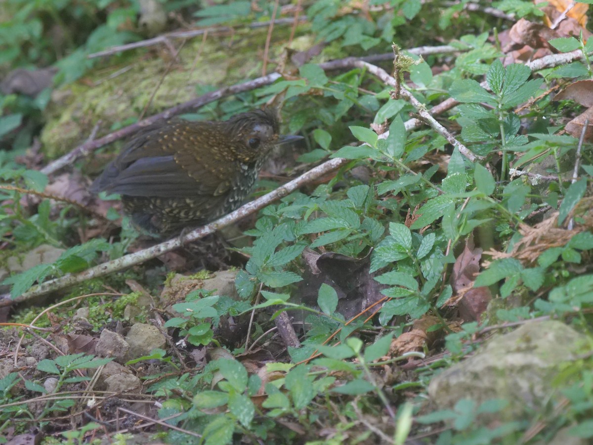 Taiwan Cupwing - ML646829664