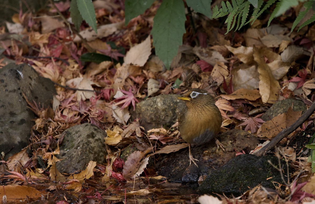 Chinese Hwamei - ML646829665