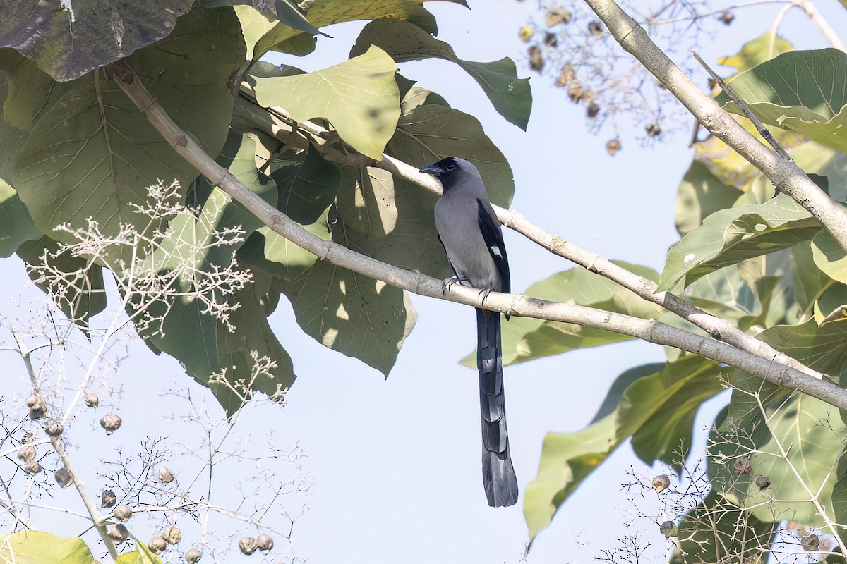 Вагабунда сіровола - ML646829666