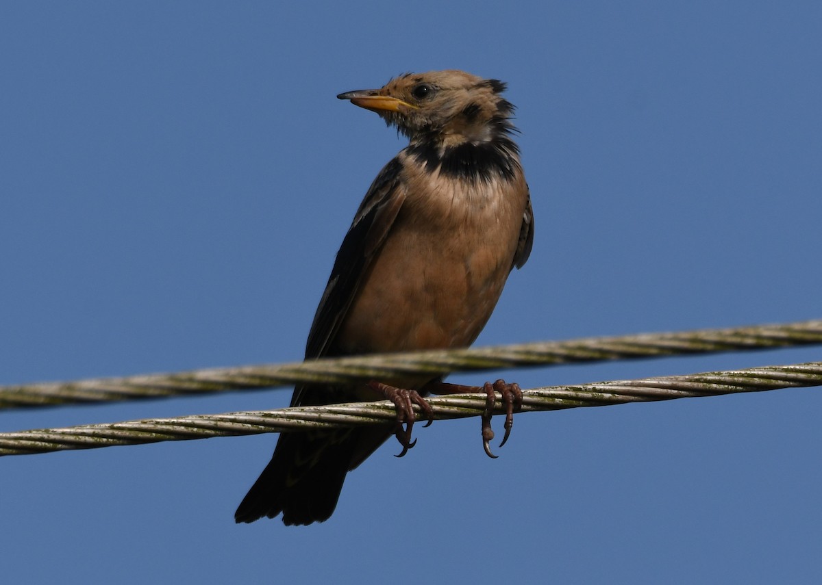 Rosy Starling - ML646829667