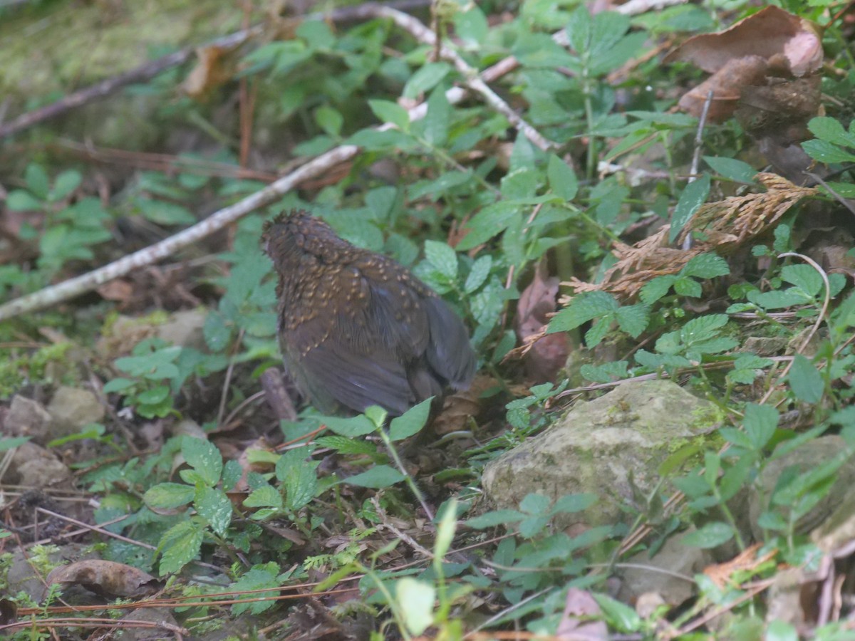 Taiwan Cupwing - ML646829668