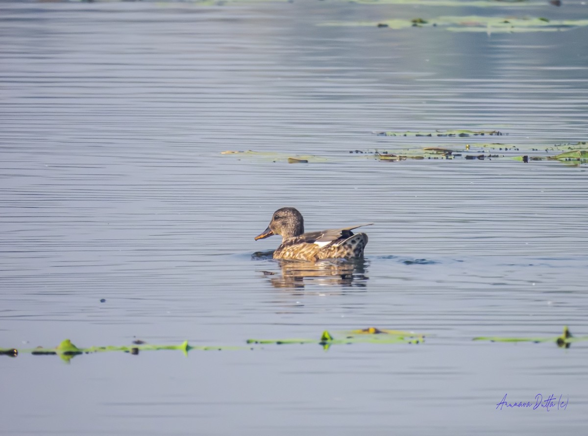 Бор нугас - ML646829671