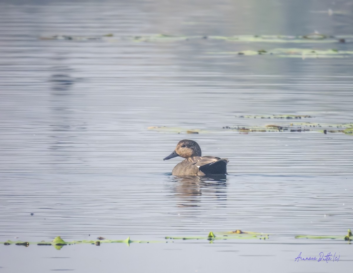 Бор нугас - ML646829672