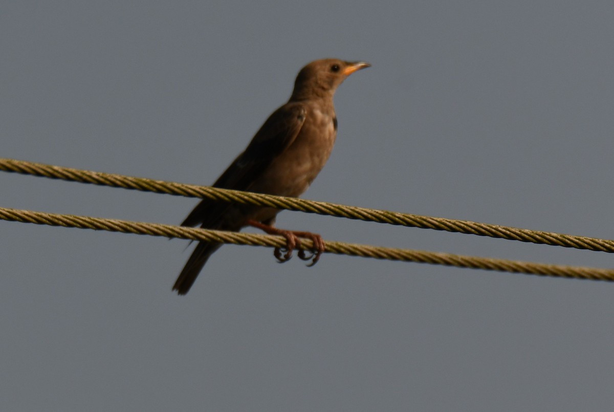 Rosy Starling - ML646829673