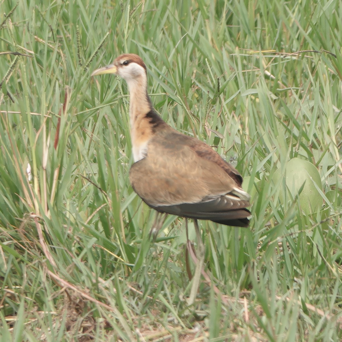 アジアレンカク - ML646829674