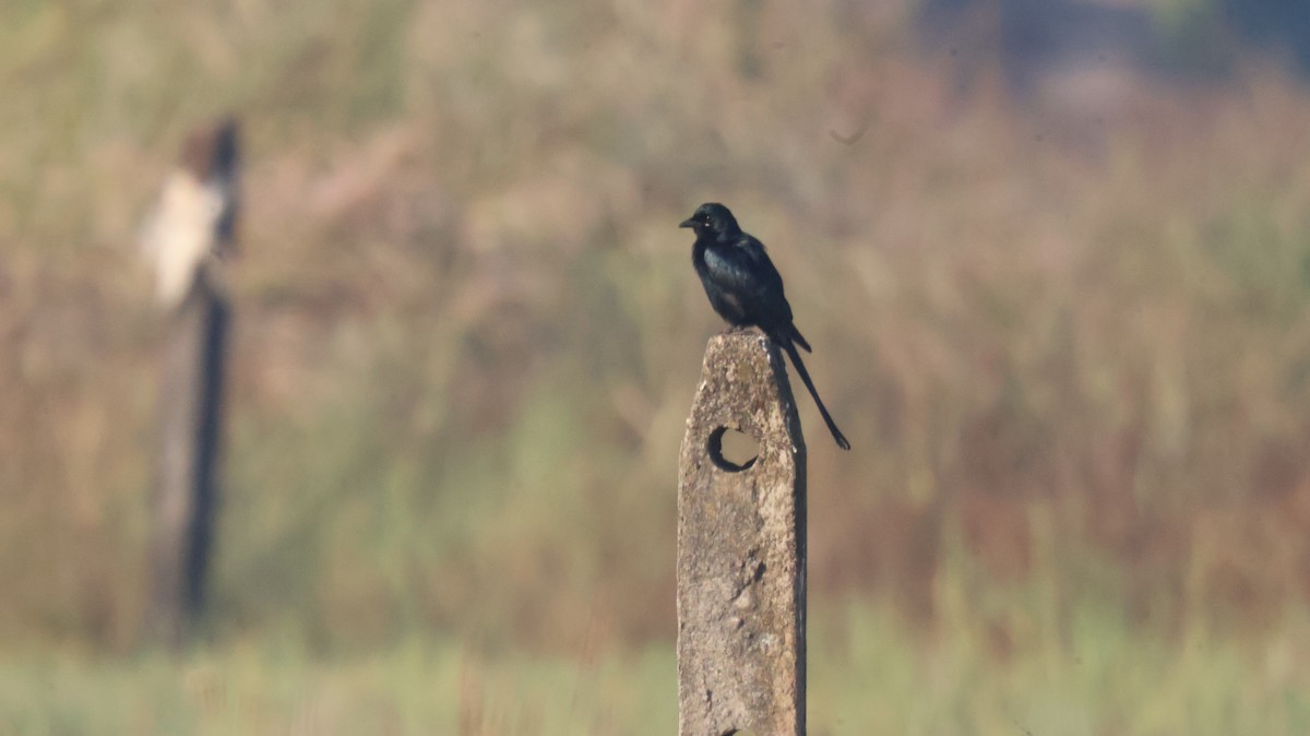 Drongo Real - ML646829675