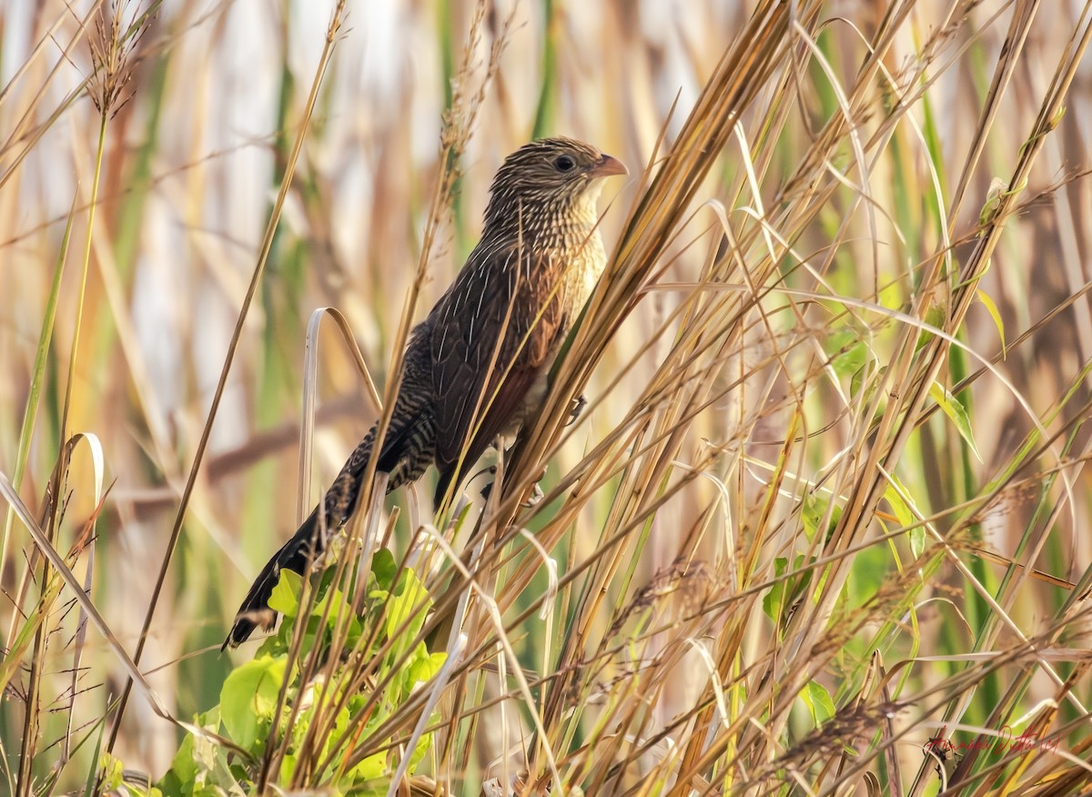 Lesser Coucal - ML646829676