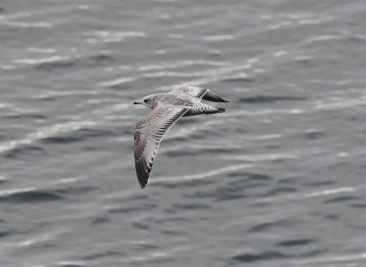 コカモメ - ML646829677