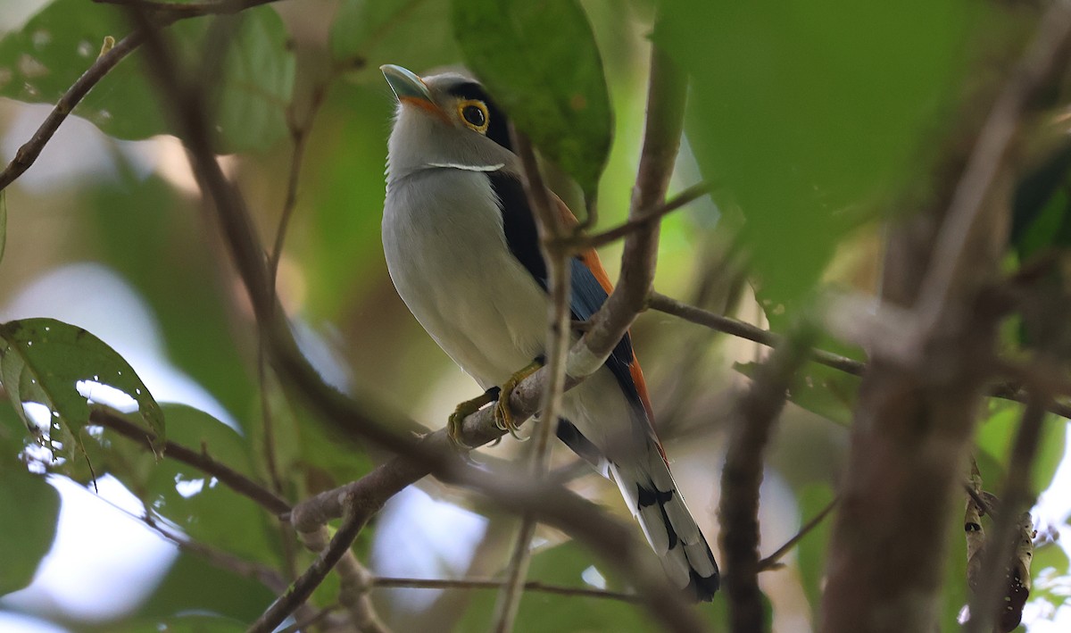 Рогодзьоб синьокрилий - ML646829678