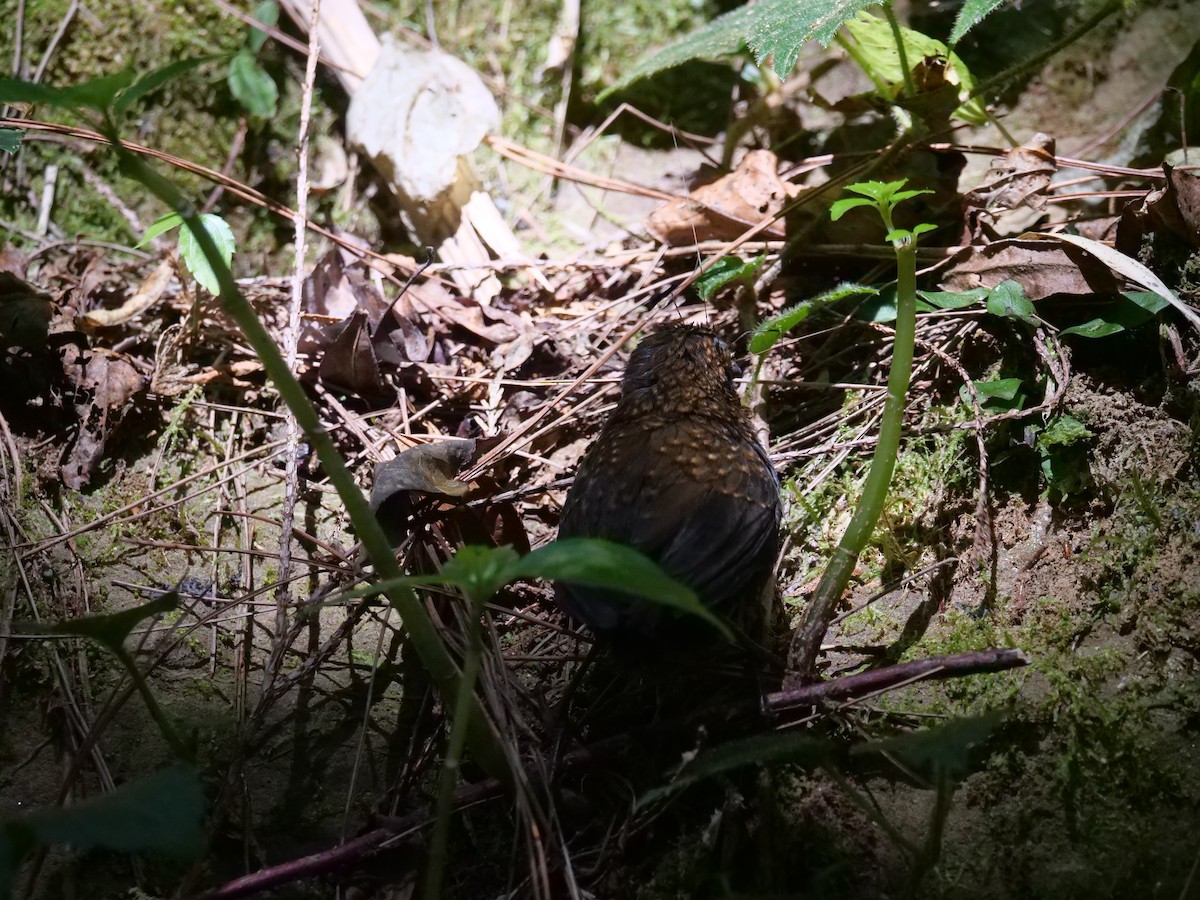 Taiwan Cupwing - ML646829679