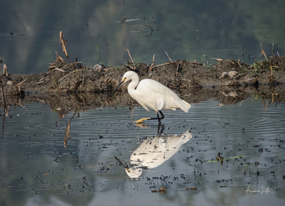 Хурган дэглий - ML646829680