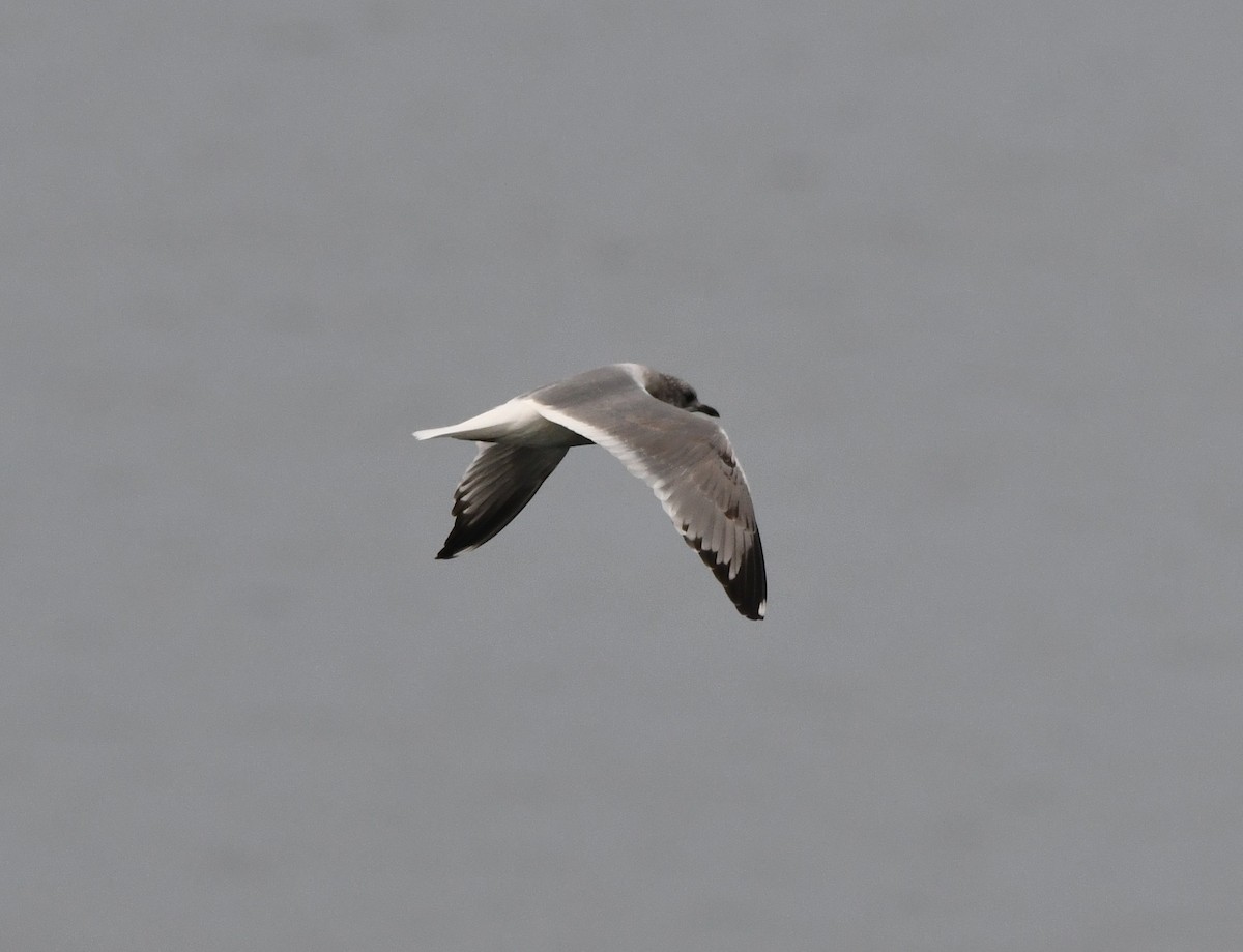 コカモメ - ML646829681