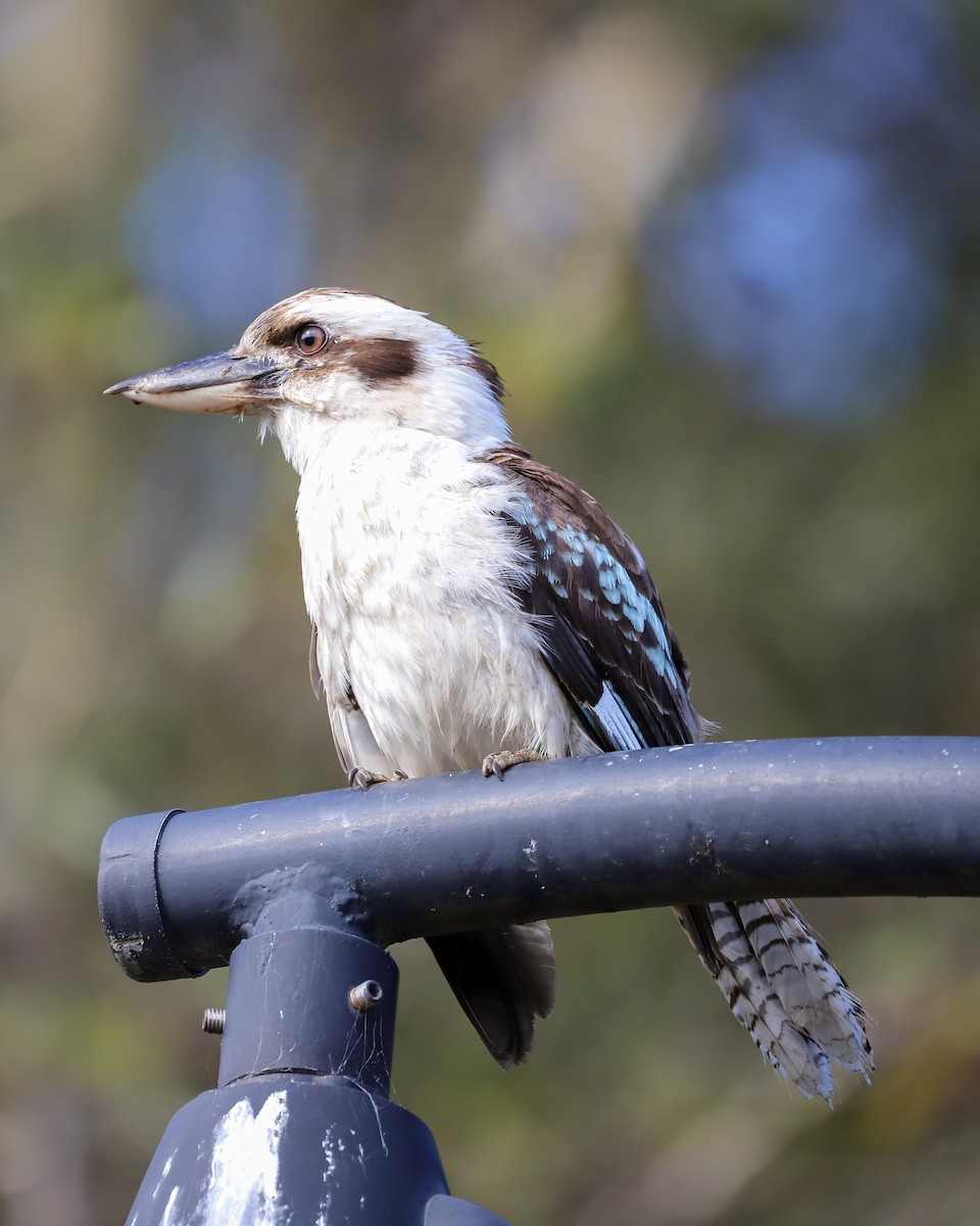 Laughing Kookaburra - ML646829682