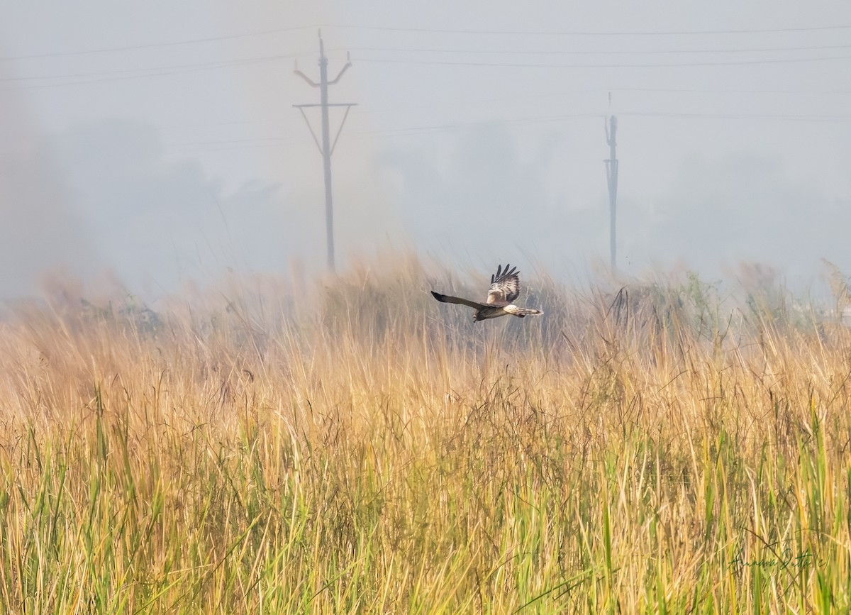 Алаг хулд - ML646829683