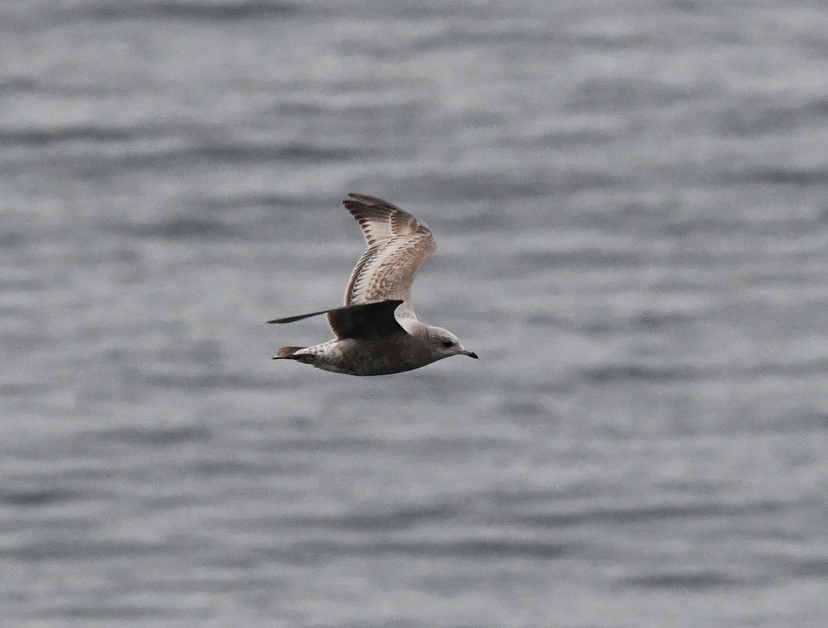 コカモメ - ML646829684