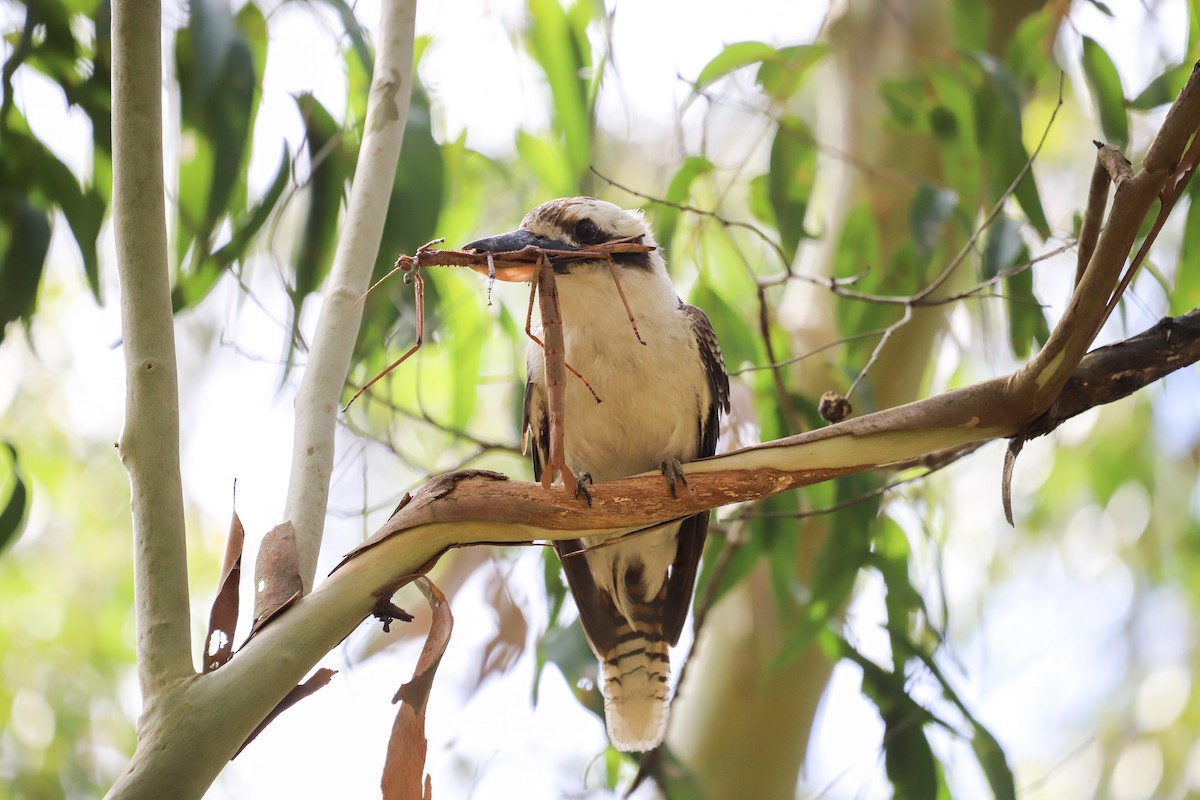 Laughing Kookaburra - ML646829685