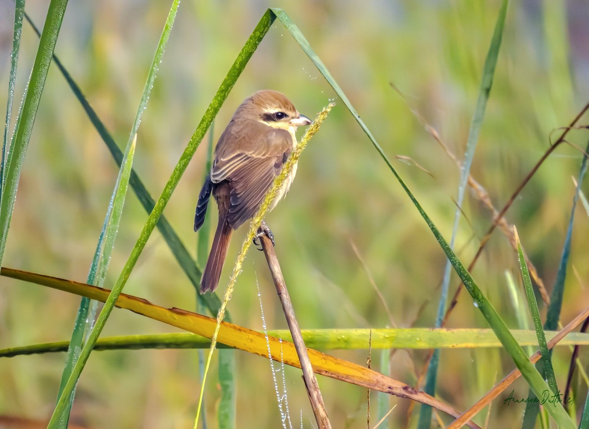 Ухаа дунхай - ML646829686