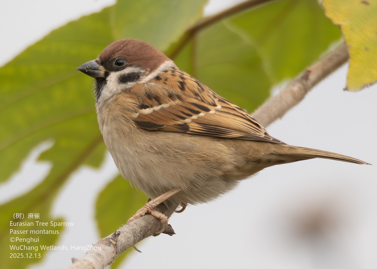 Ağaç Serçesi - ML646829687