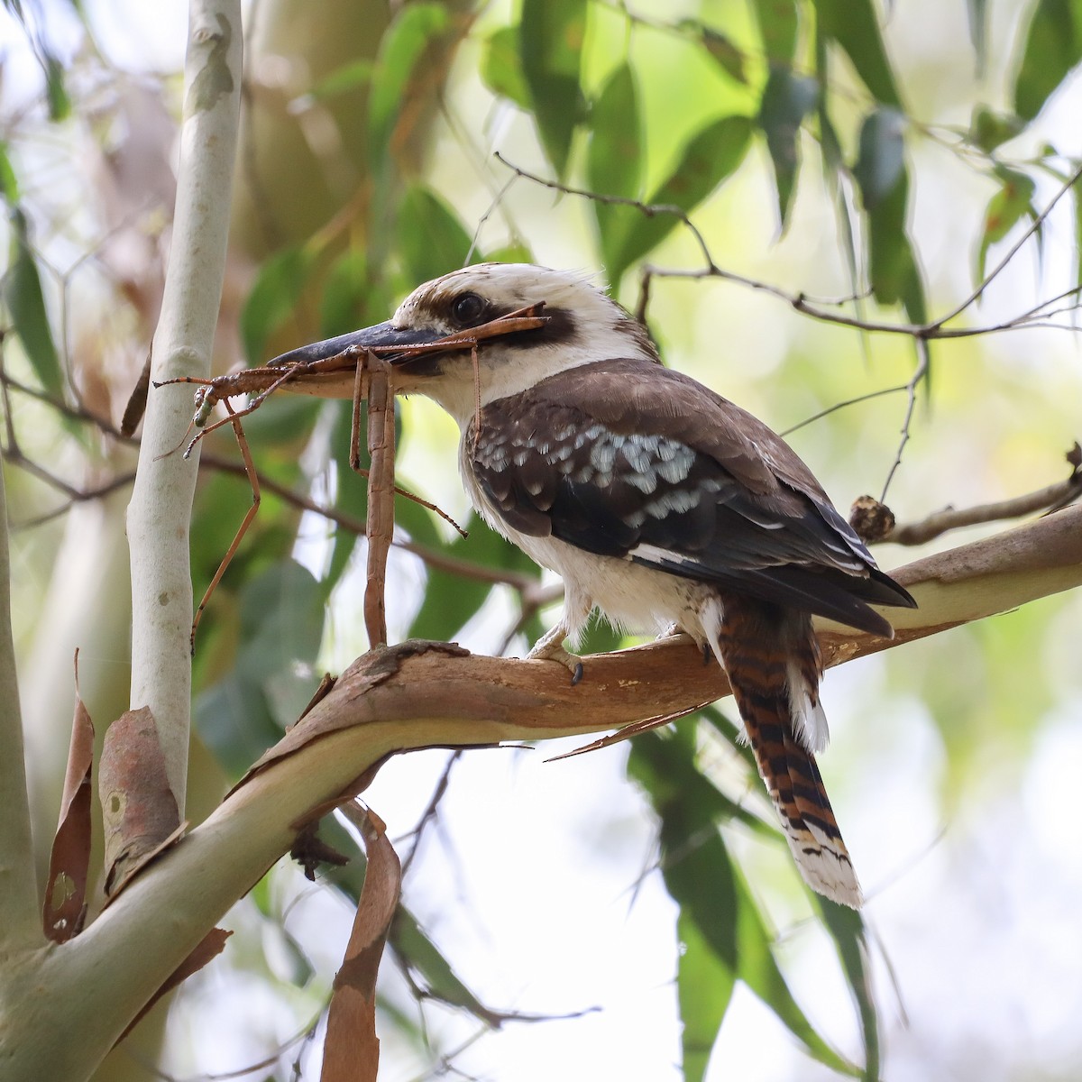 Laughing Kookaburra - ML646829688