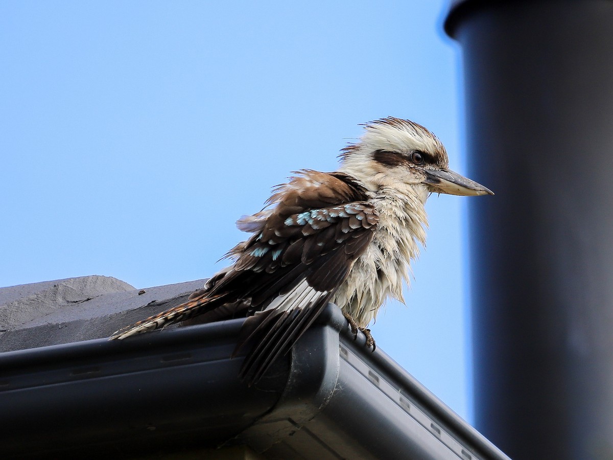 Laughing Kookaburra - ML646829689