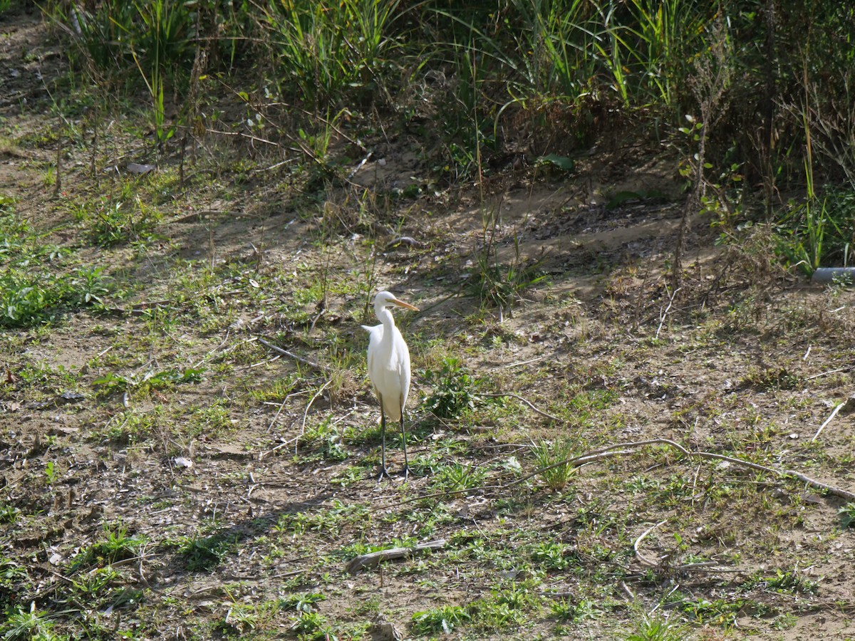 volavka bílá - ML646829690