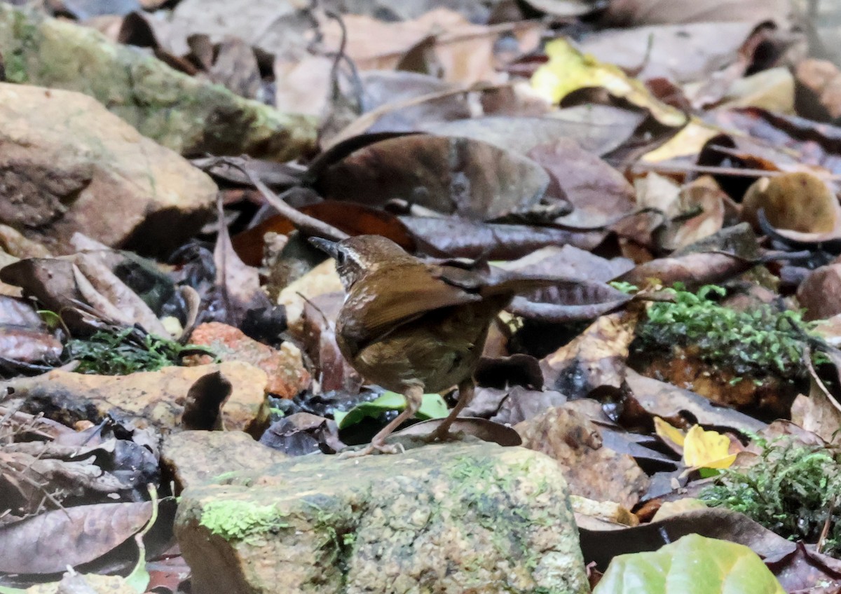 Папоротчук квінслендський - ML646829691