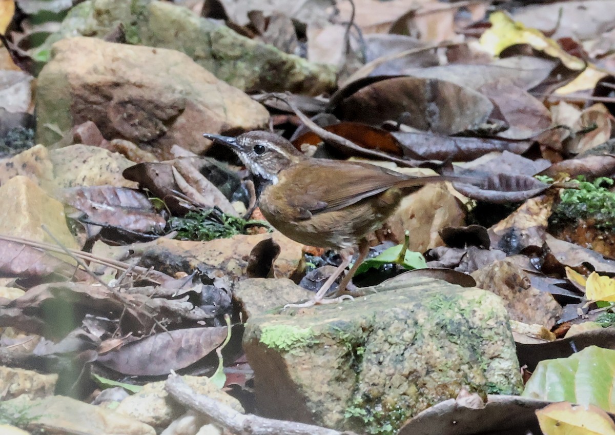 Папоротчук квінслендський - ML646829692