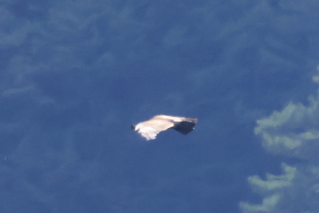 Орел чорний - ML646829693