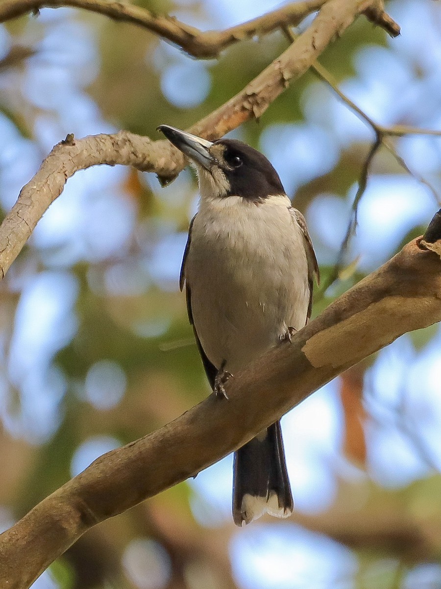 Gray Butcherbird - ML646829694