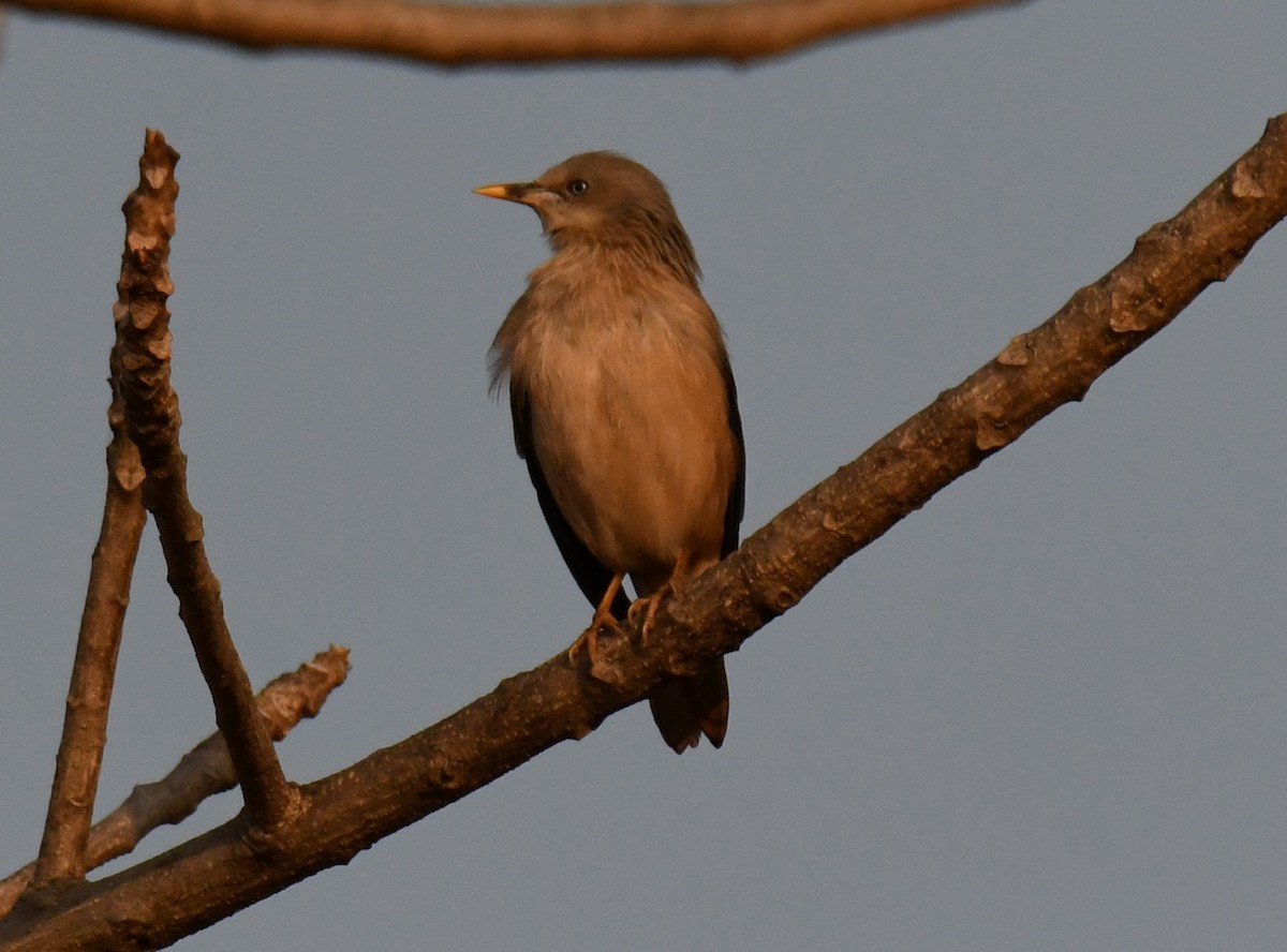 Шпачок сіроголовий - ML646829695