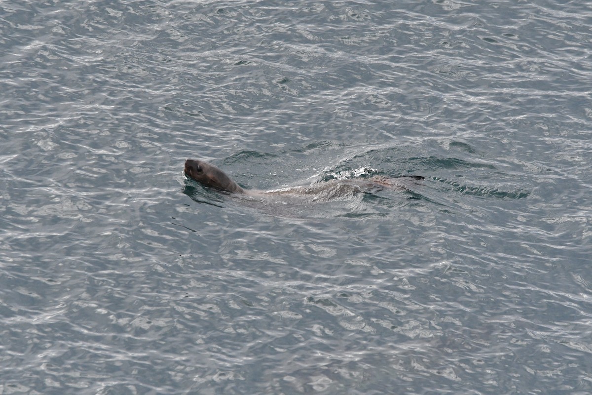 トド - ML646829697