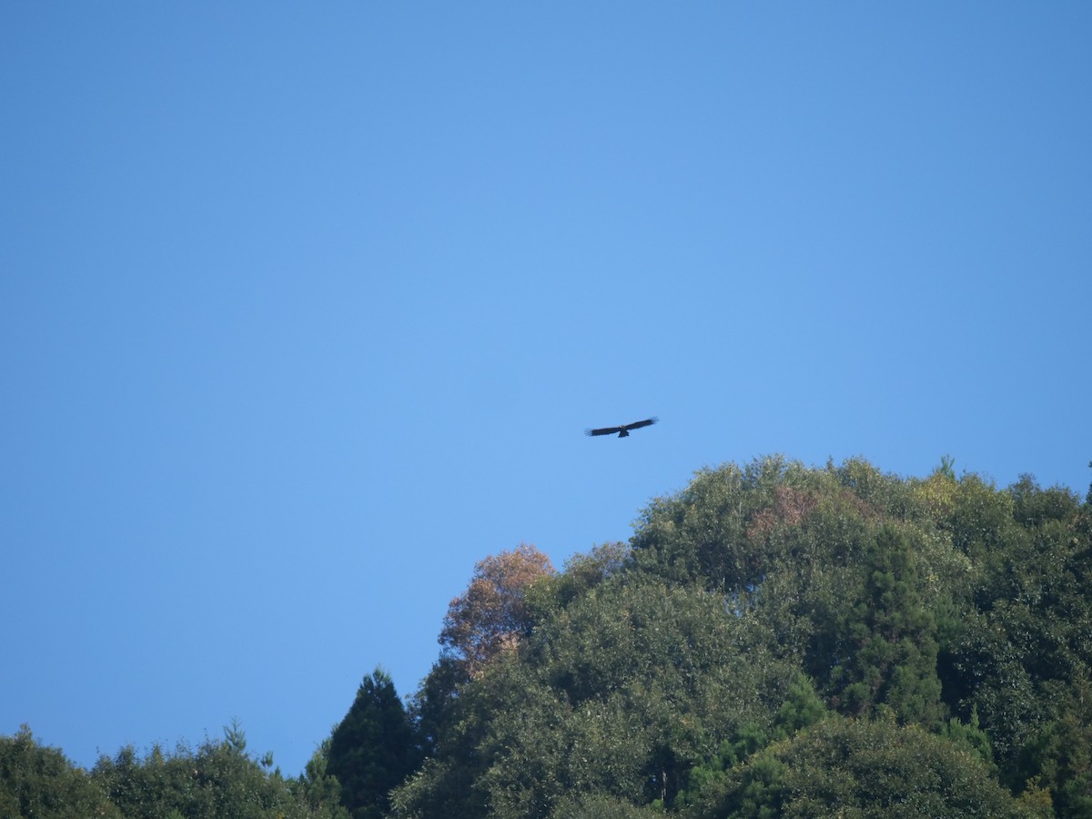 orel indomalajský - ML646829698