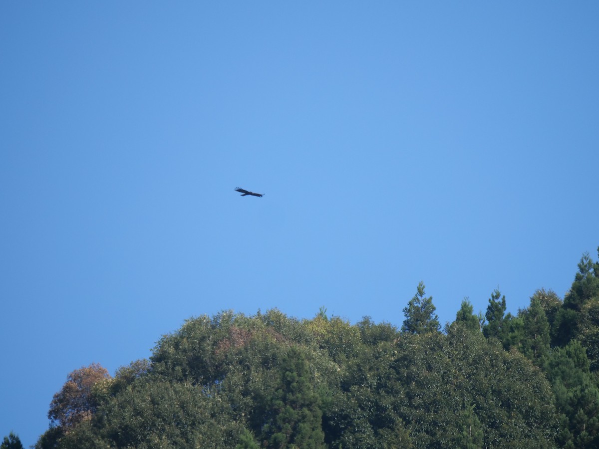 orel indomalajský - ML646829700