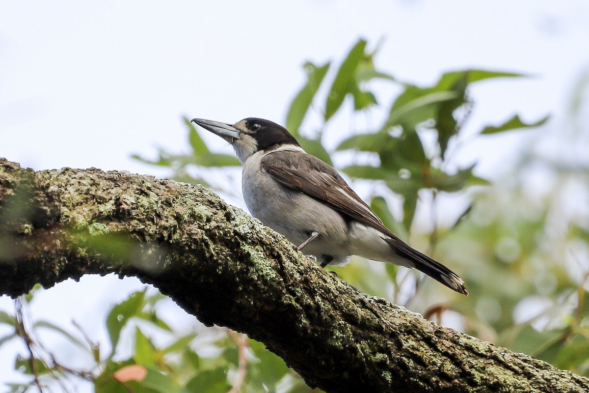 Gray Butcherbird - ML646829701
