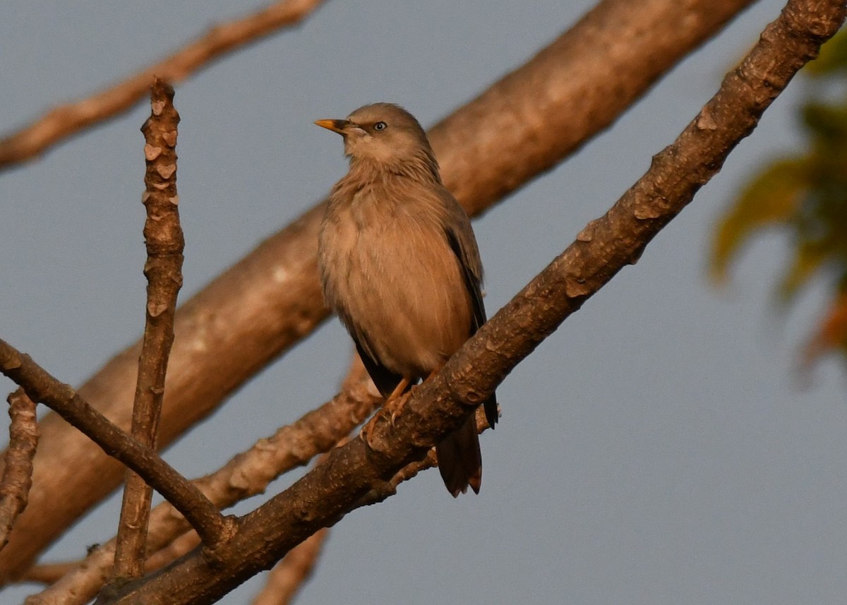 Шпачок сіроголовий - ML646829703