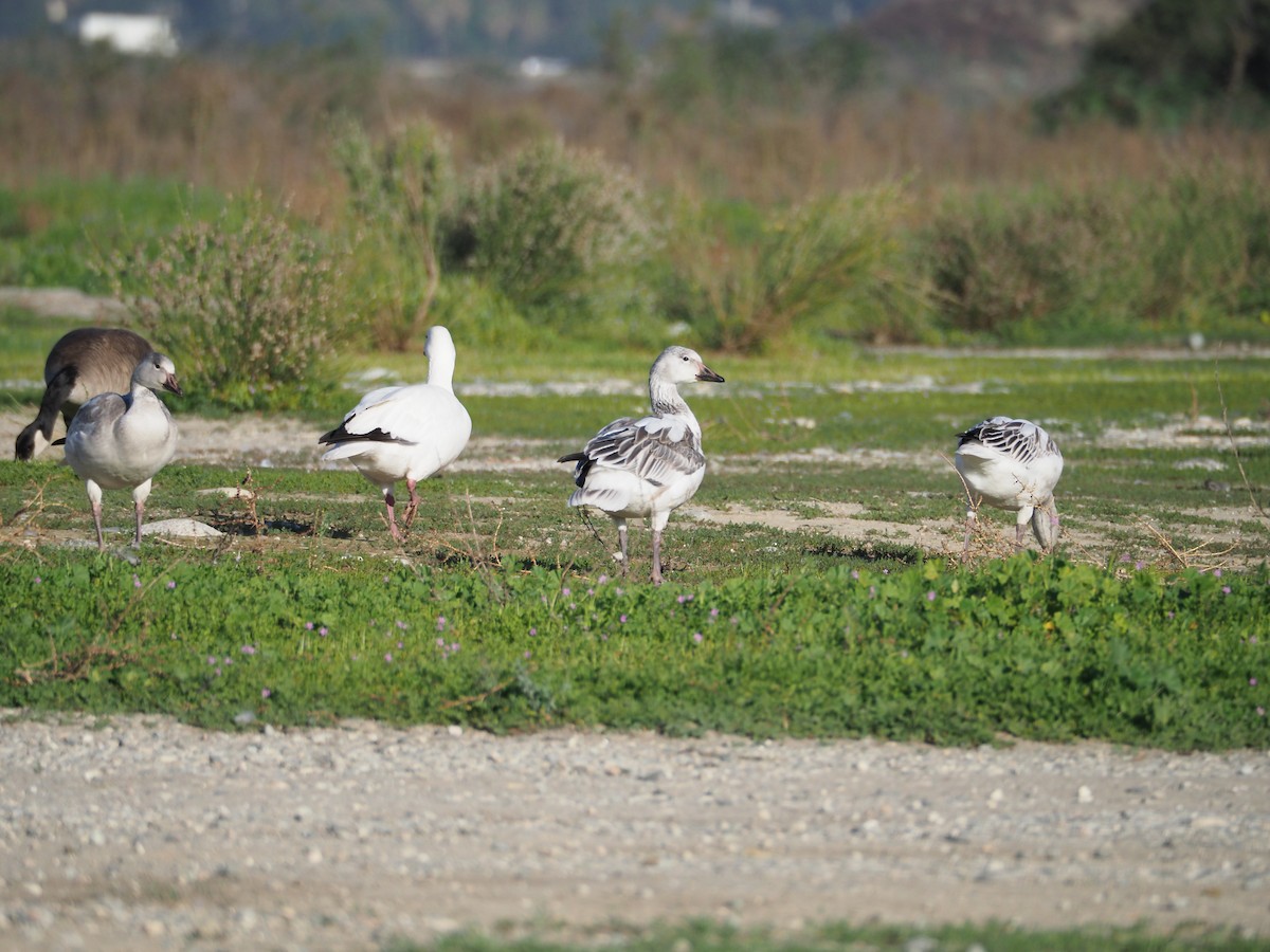 Гуска біла - ML646829704