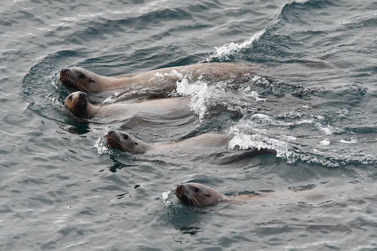 トド - ML646829705