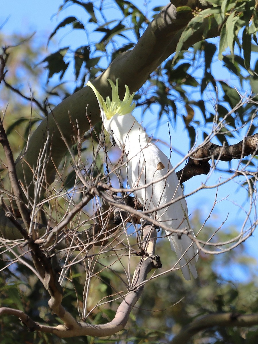 Sulphur-crested Cockatoo - ML646829706