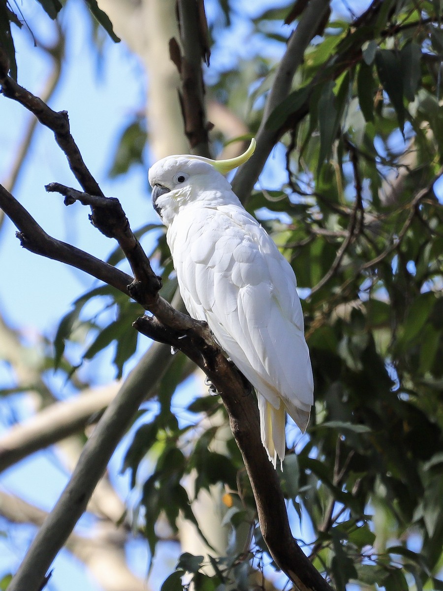 Sulphur-crested Cockatoo - ML646829707