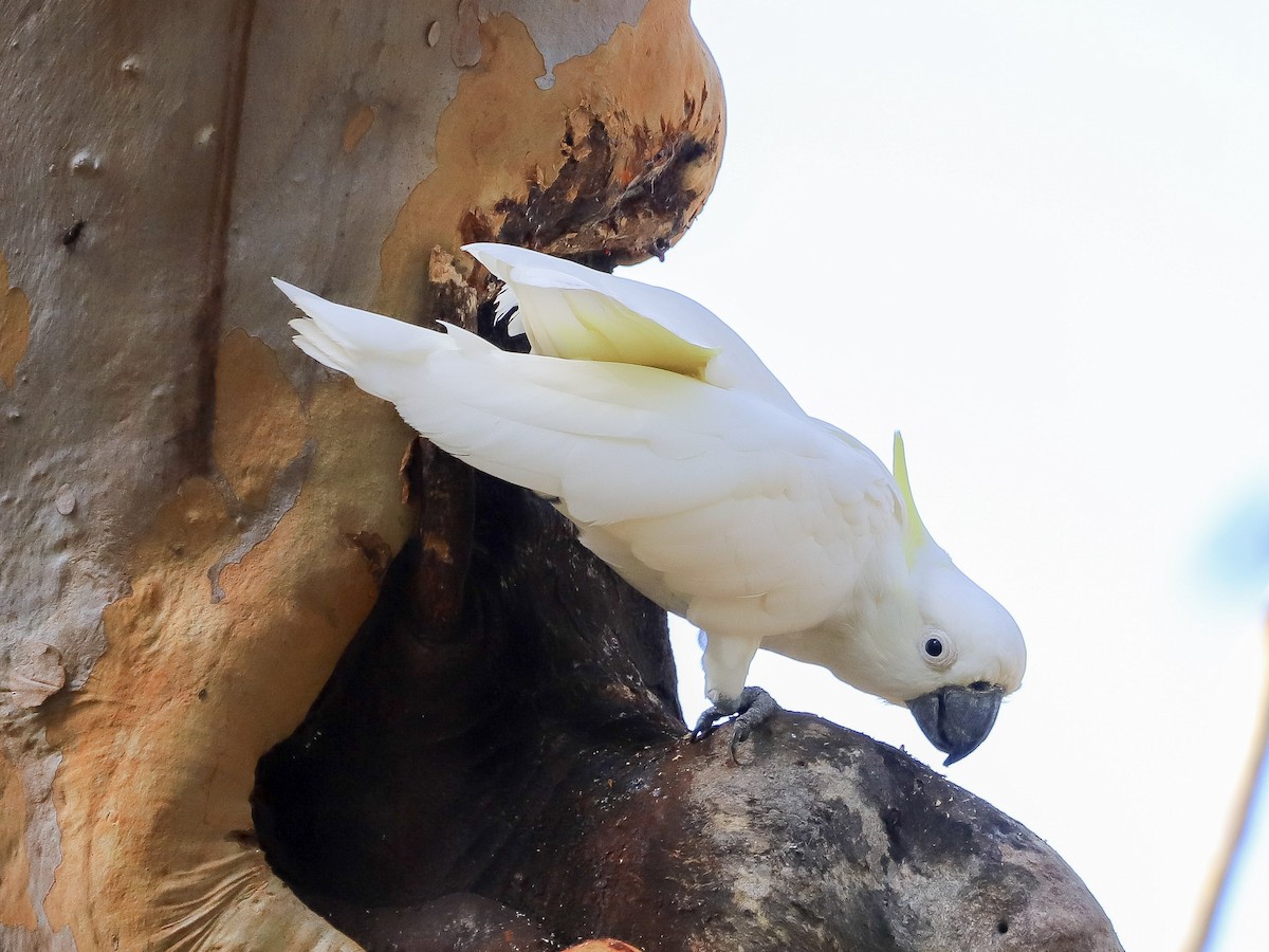 Sulphur-crested Cockatoo - ML646829708