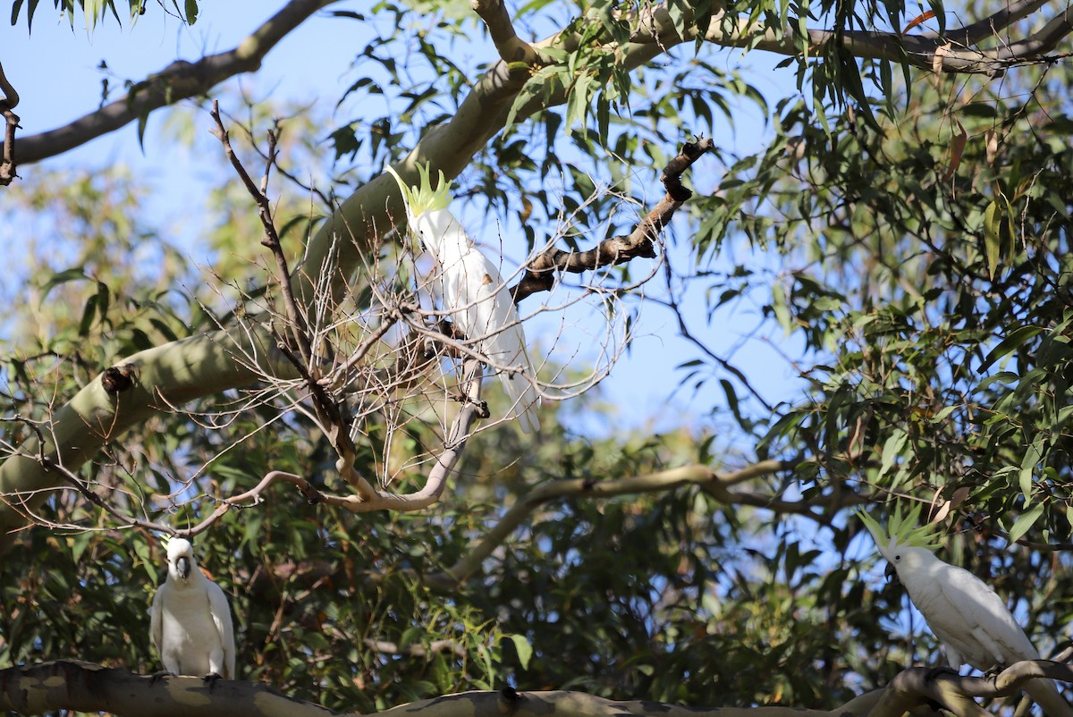 Sulphur-crested Cockatoo - ML646829709